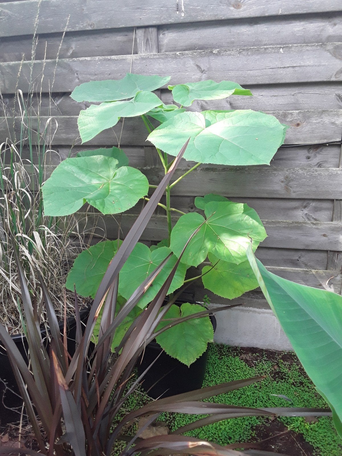 paulownia tomentosa, Ophalen