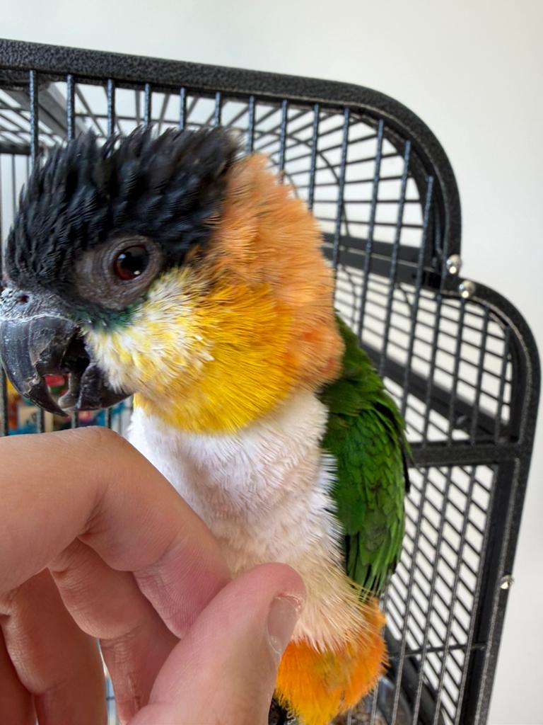 zwartkopcaique papegaai | 1 jaar oud | man | hand tam, Mâle, Perroquet, Domestique