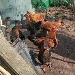 Jonge groenlegger Kruising Marans -Cteam Legbar, Dieren en Toebehoren, Vrouwelijk, Kip