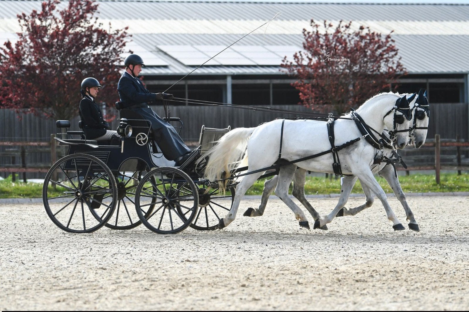 OPLEREN & TRAINEN VAN PAARDEN EN MENNERS, Dieren en Toebehoren