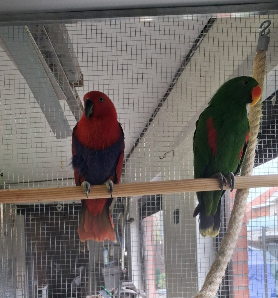 Verschillende bewezen koppels papegaaien, Dieren en Toebehoren, Vogels | Parkieten en Papegaaien, Meerdere dieren, Papegaai, Geringd