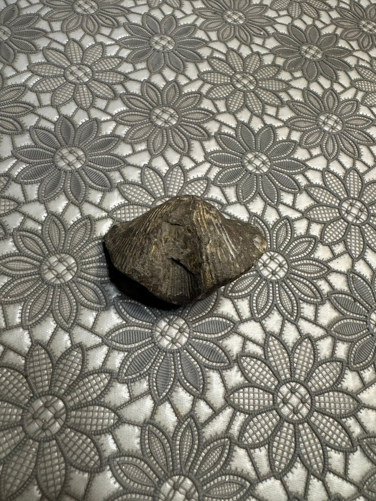 Schelpfossiel, Collections, Enlèvement