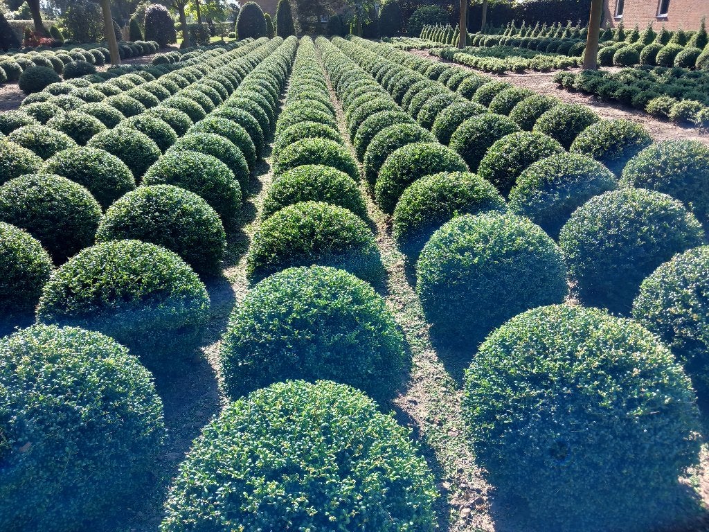 ilex crenata convexa, Ophalen