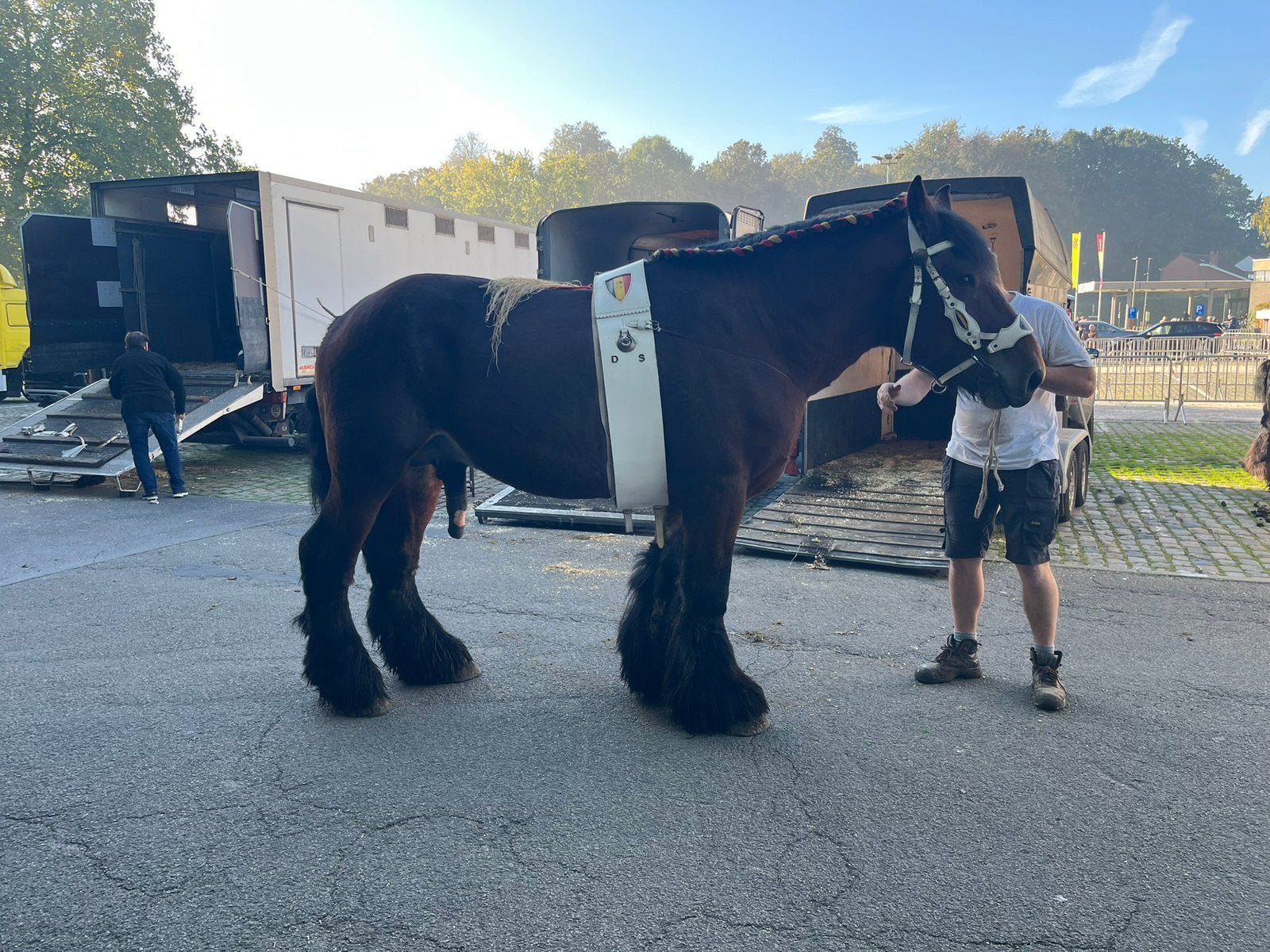 Trekpaard hengst, Avec pedigree, 165 à 170 cm, Étalon, Non dressé
