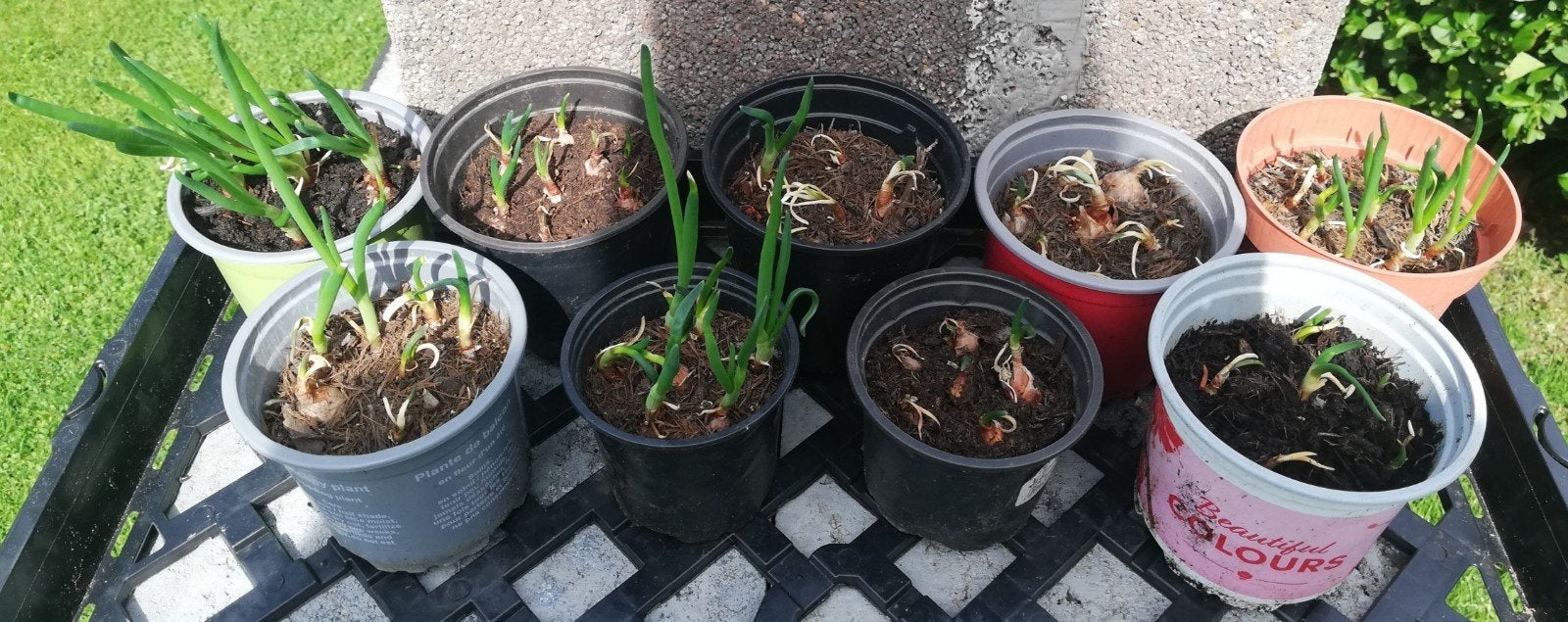 Echange ou vend oignons rocambolles, Enlèvement, Été, Plante fixe, Plantes potagères
