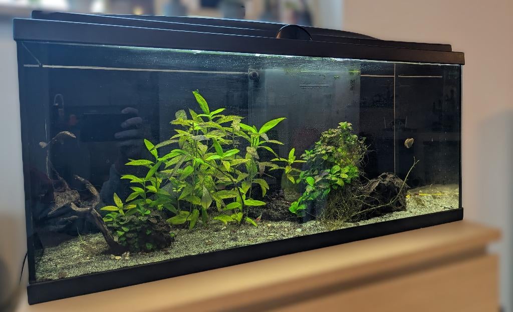 Aquarium 80L met inhoud en accessoires, Dieren en Toebehoren, Ophalen, Gebruikt, Gevuld zoetwateraquarium