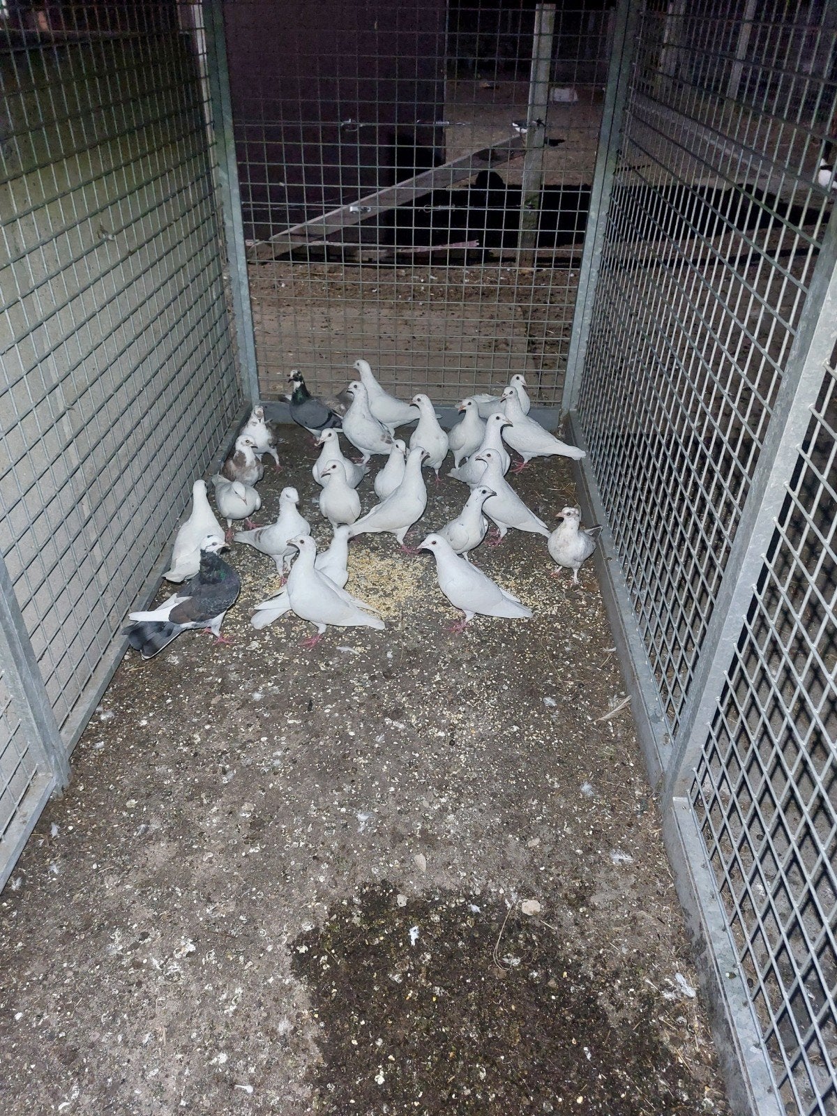 Lot duiven., Dieren en Toebehoren, Meerdere dieren, Postduif
