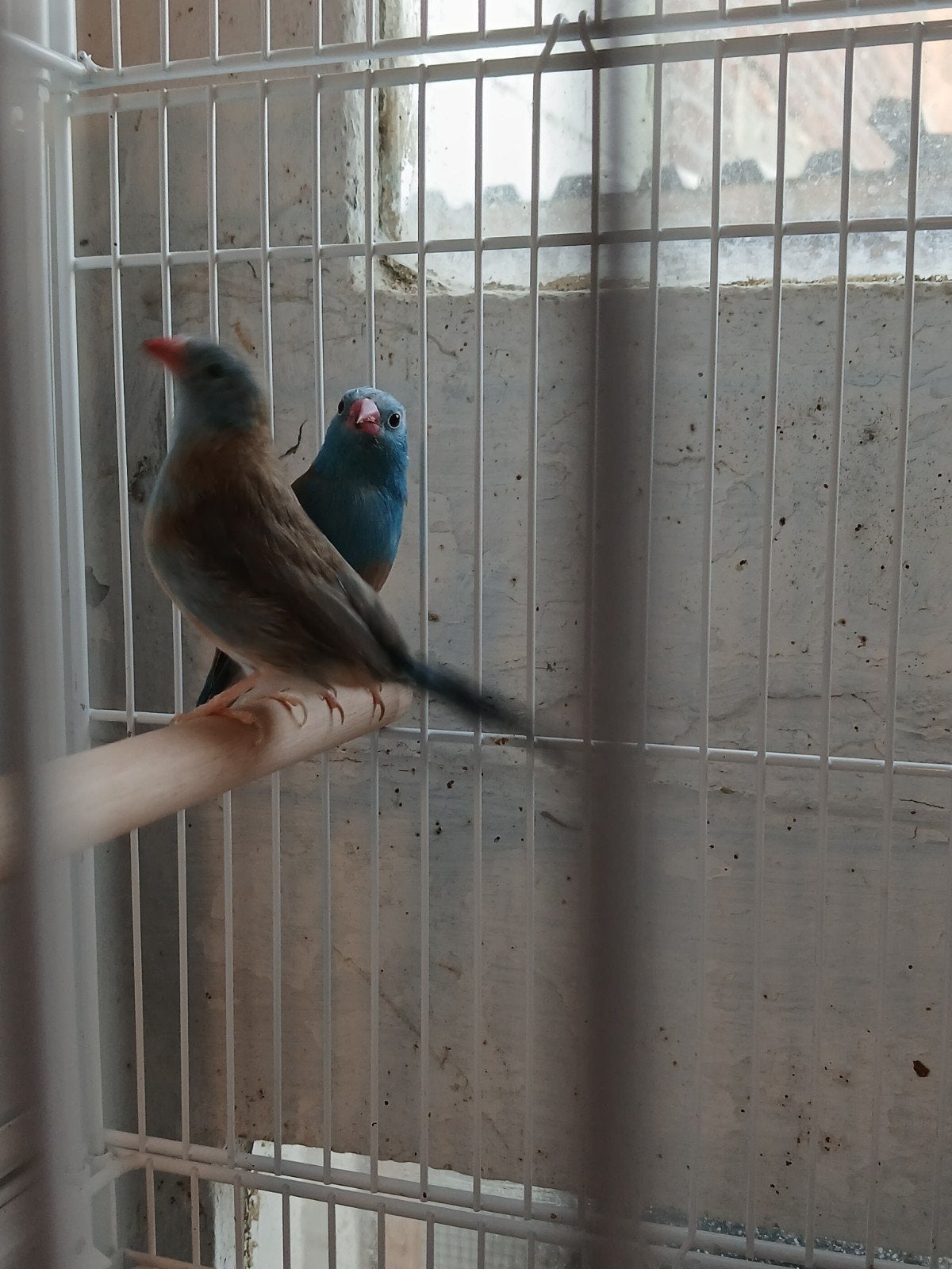 blauwkop fazantjes, Dieren en Toebehoren, Vogels | Overige Vogels