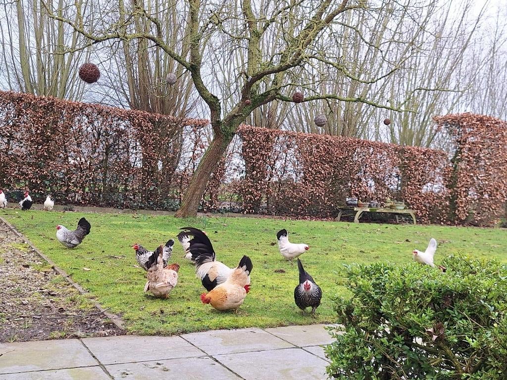 5 Chabo haantjes gratis af te halen, Meerdere dieren, Kip