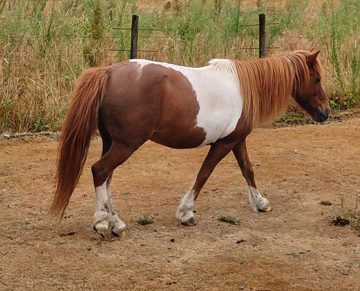 brave merrie, Animaux & Accessoires, Poneys, 11 ans ou plus, Poney de récréation, Jument, Avec puce électronique