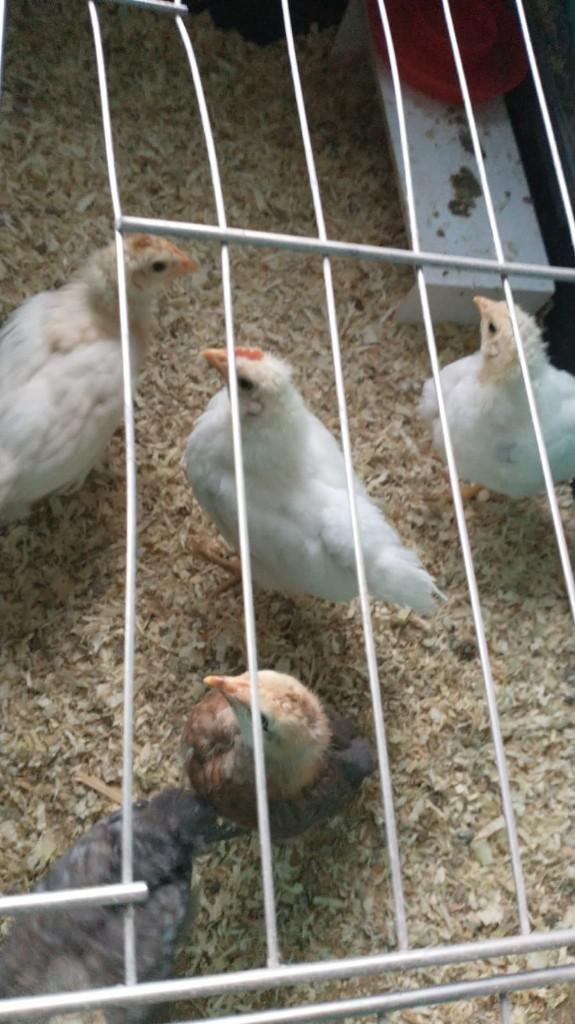 3 hennen en jonge haan, Dieren en Toebehoren, Vrouwelijk, Kip