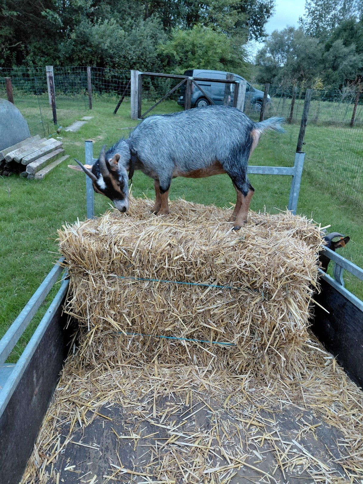 mooie blauwschimmel tan mieke, Dieren en Toebehoren