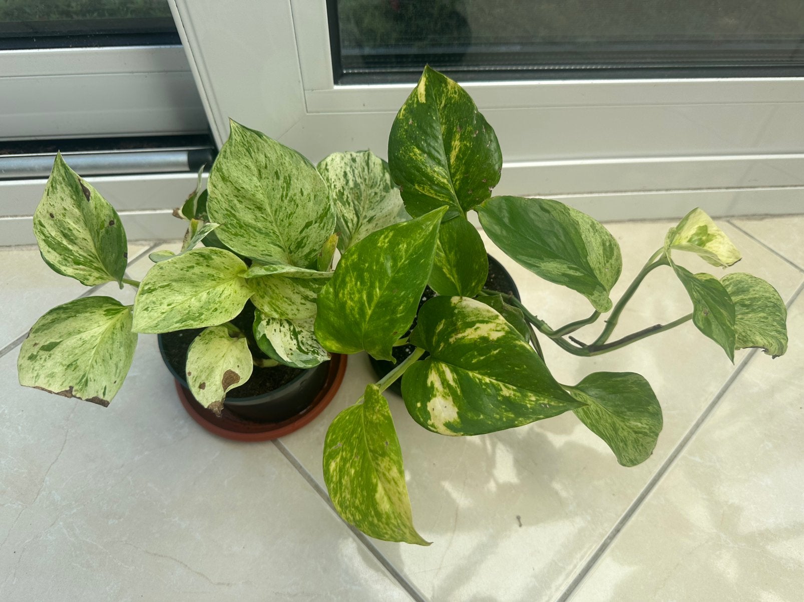 Lot 2 pothos (epipremnum), Autres espèces, En pot, Moins de 100 cm, Enlèvement