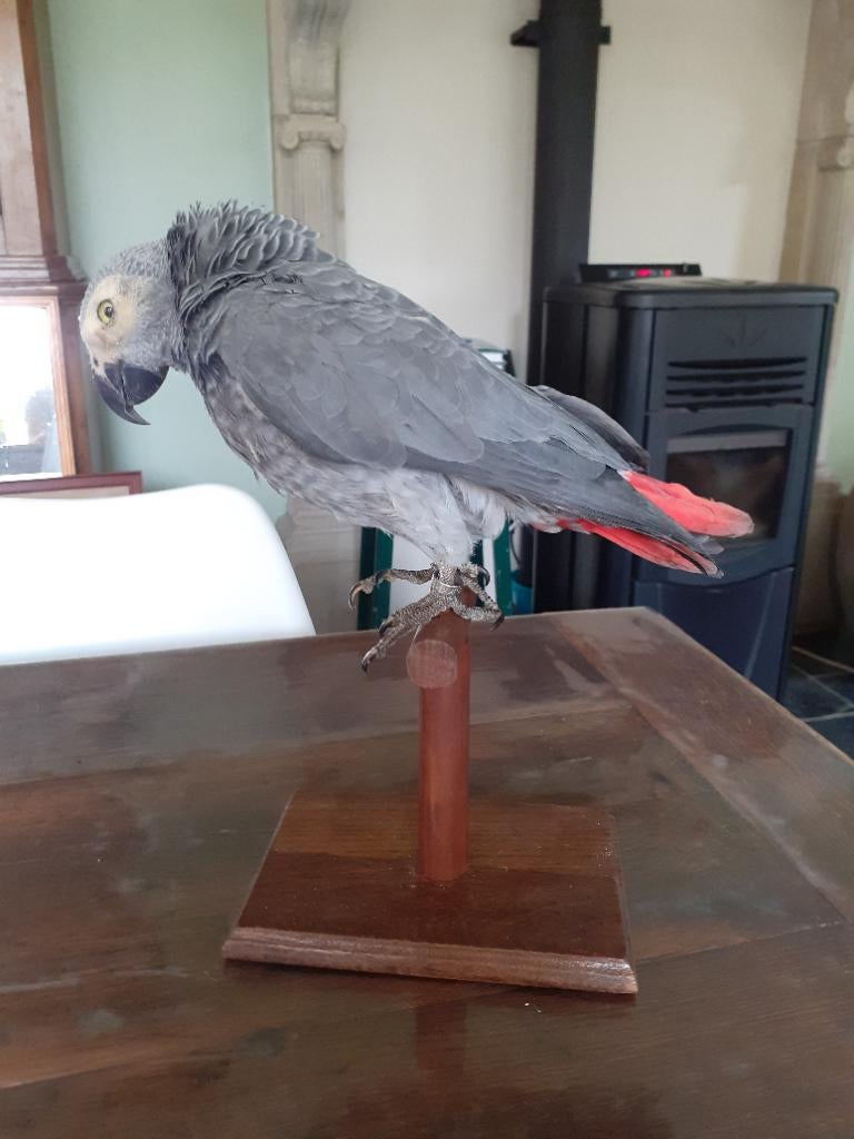 Taxidermie perroquet empaillé  / opgezette papegai, Ophalen of Verzenden
