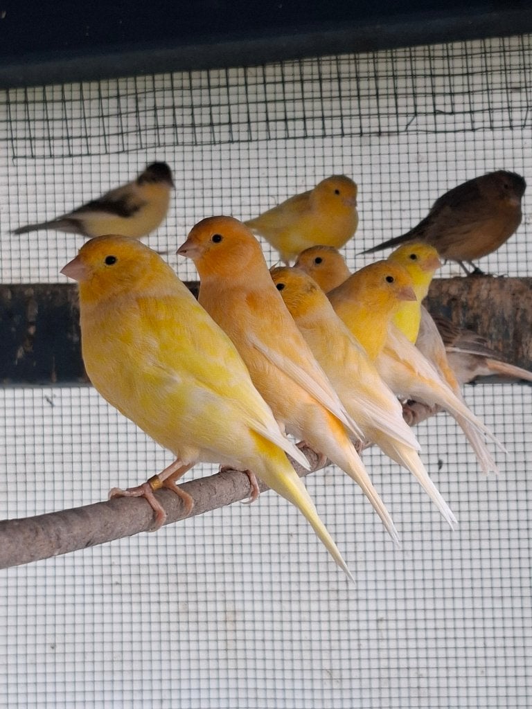Kanaries 2026, Meerdere dieren, Kleurkanarie