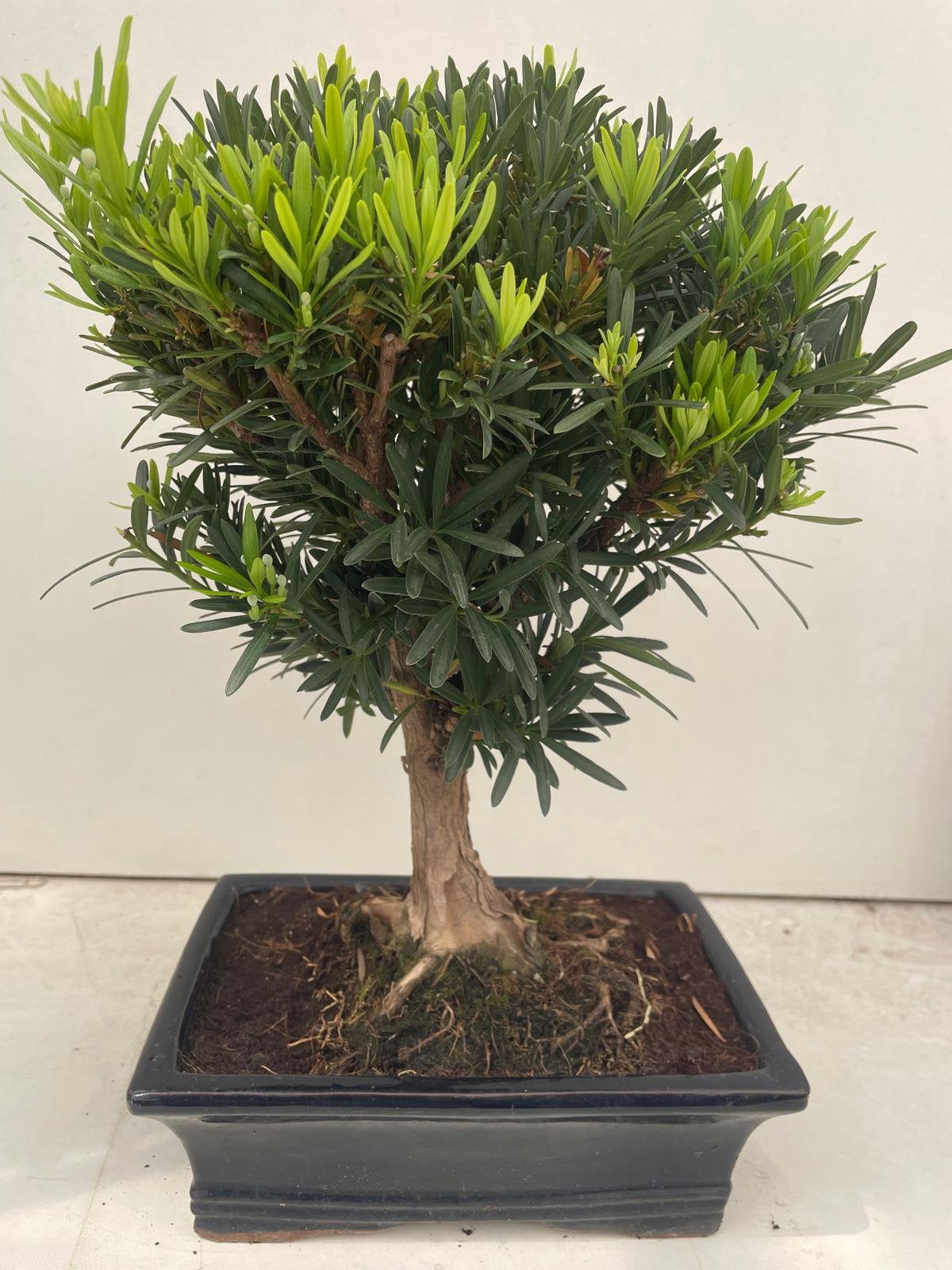 Podocarpus Bonsai, Ophalen