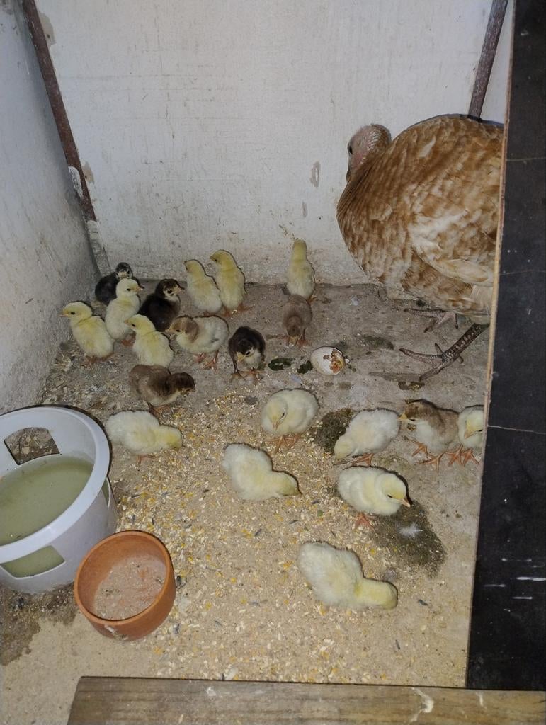 Ronquiere kalkoen kuikens