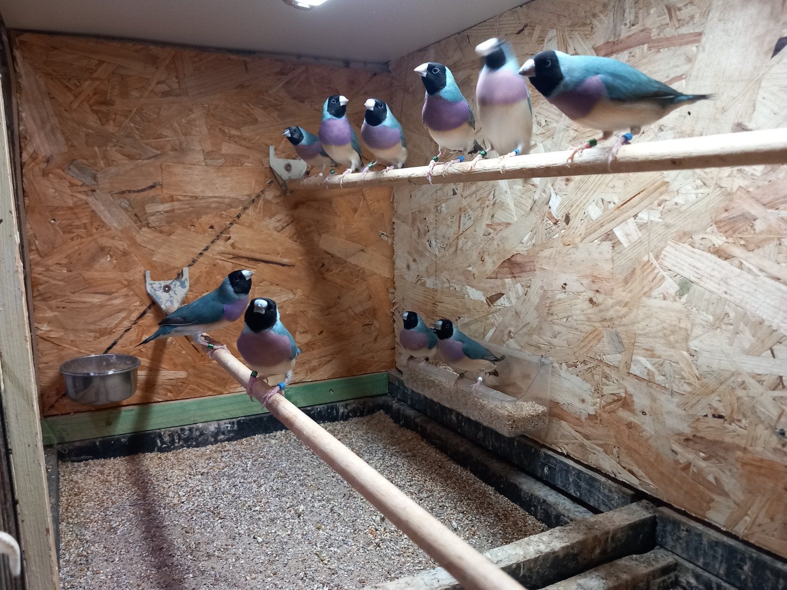 Blauwe gouldamadines te koop, Plusieurs animaux, Oiseau tropical, Bagué