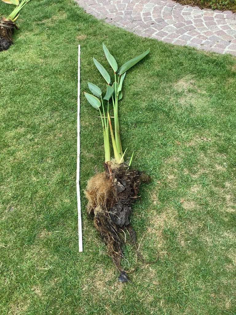 Vijverplanten, Ophalen