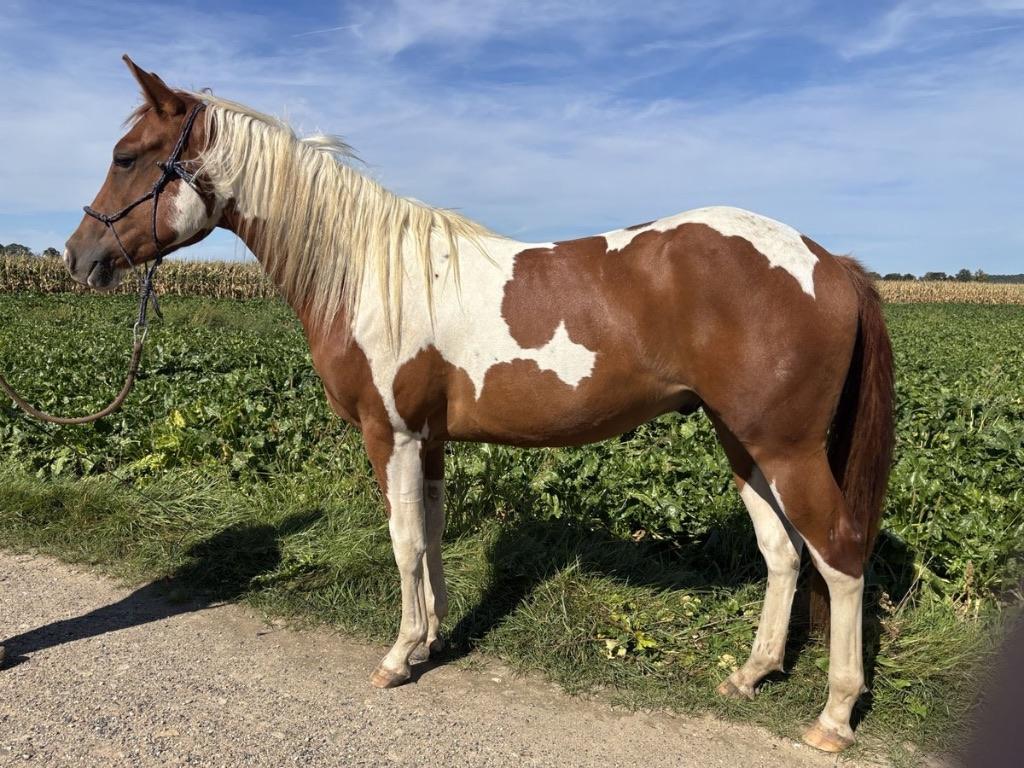 Paint Horse Tobiano Sorrel ruin 3 jaar met stamboom APHA, Dieren en Toebehoren, Paarden, Minder dan 160 cm, Met stamboom, Ruin