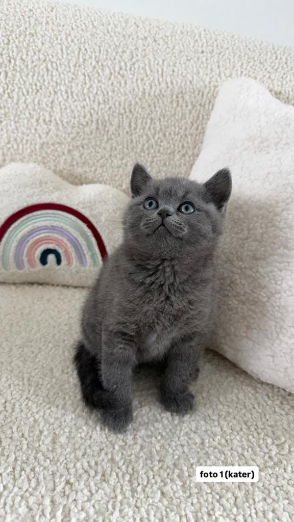 Britse Korthaar Kittens, Dieren en Toebehoren, Katten en Kittens | Raskatten | Korthaar, 0 tot 2 jaar, Gechipt, Ontwormd, Ingeënt