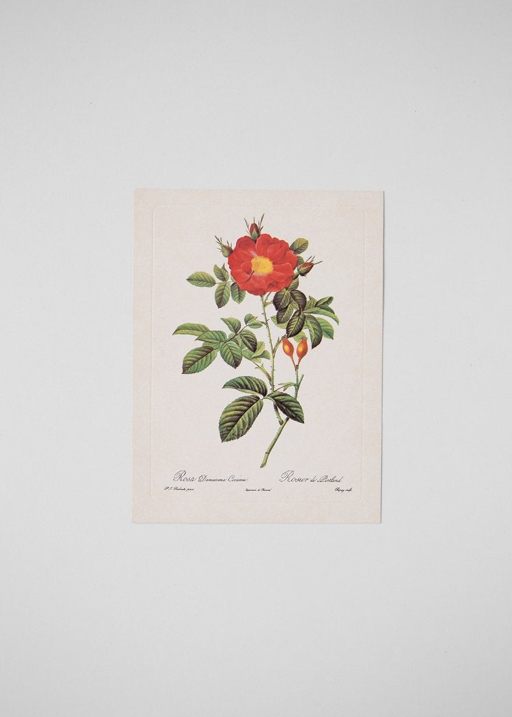 Luxe botanische rozenprent Pierre-Joseph Redouté ('50 -'70), Minder dan 50 cm, Ophalen of Verzenden, 5 – 50, Print