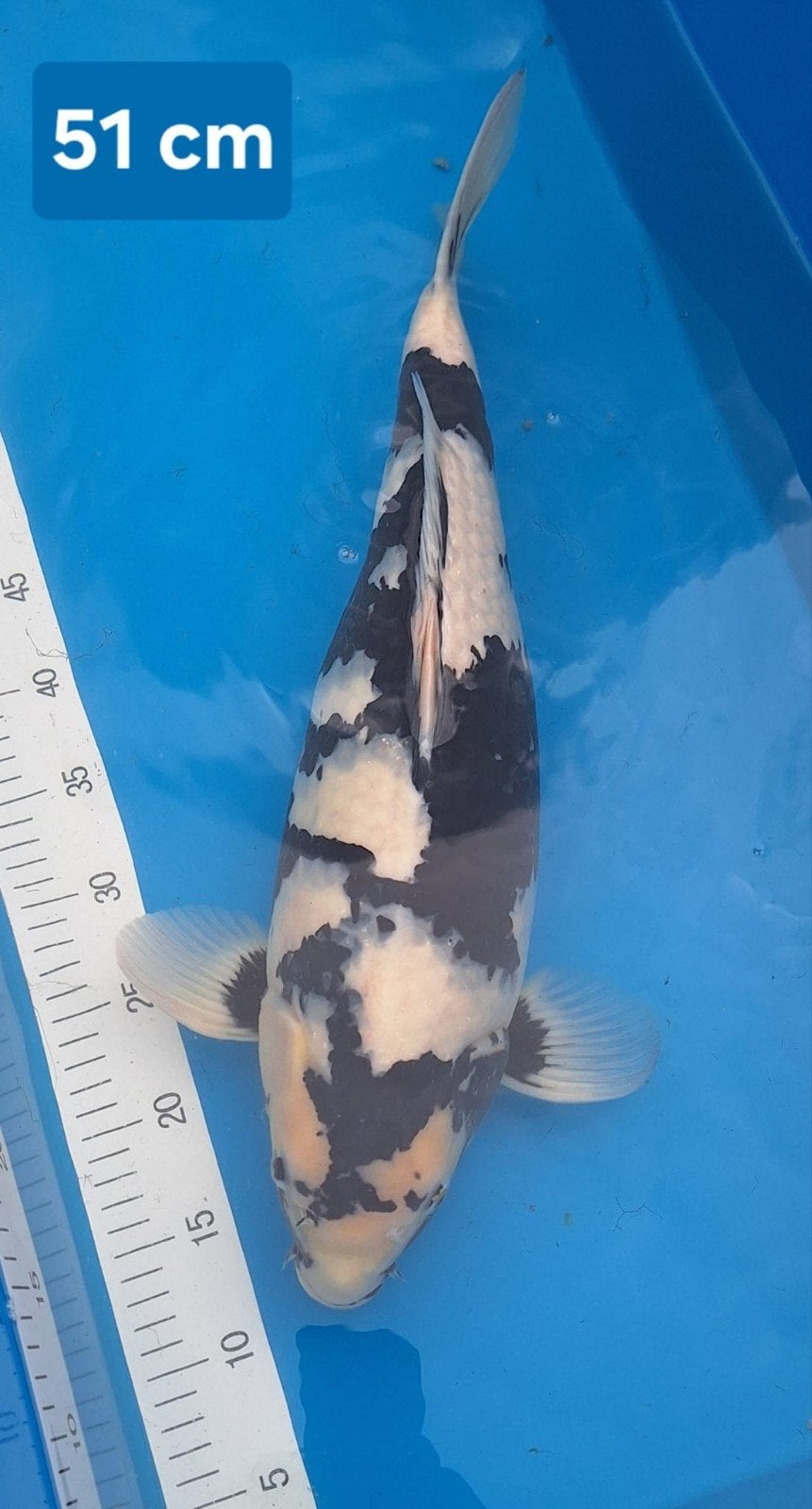 Shiro Omosako 51 cm, Dieren en Toebehoren