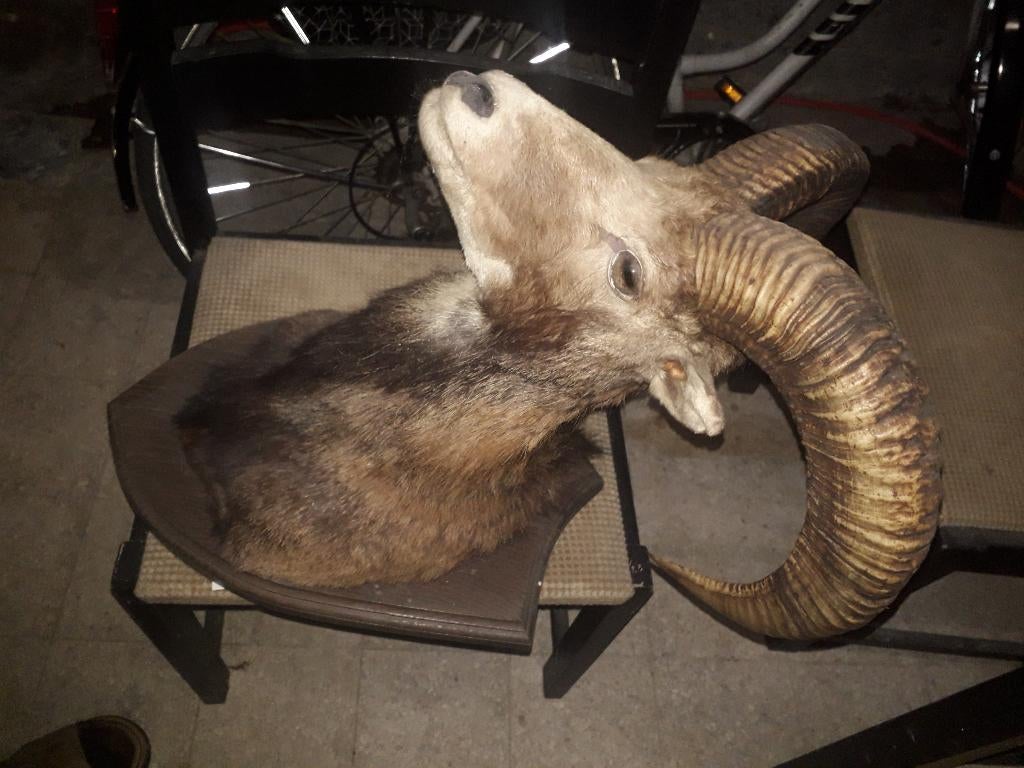 mouflon, Enlèvement, Neuf, Cerf, Bois ou Tête