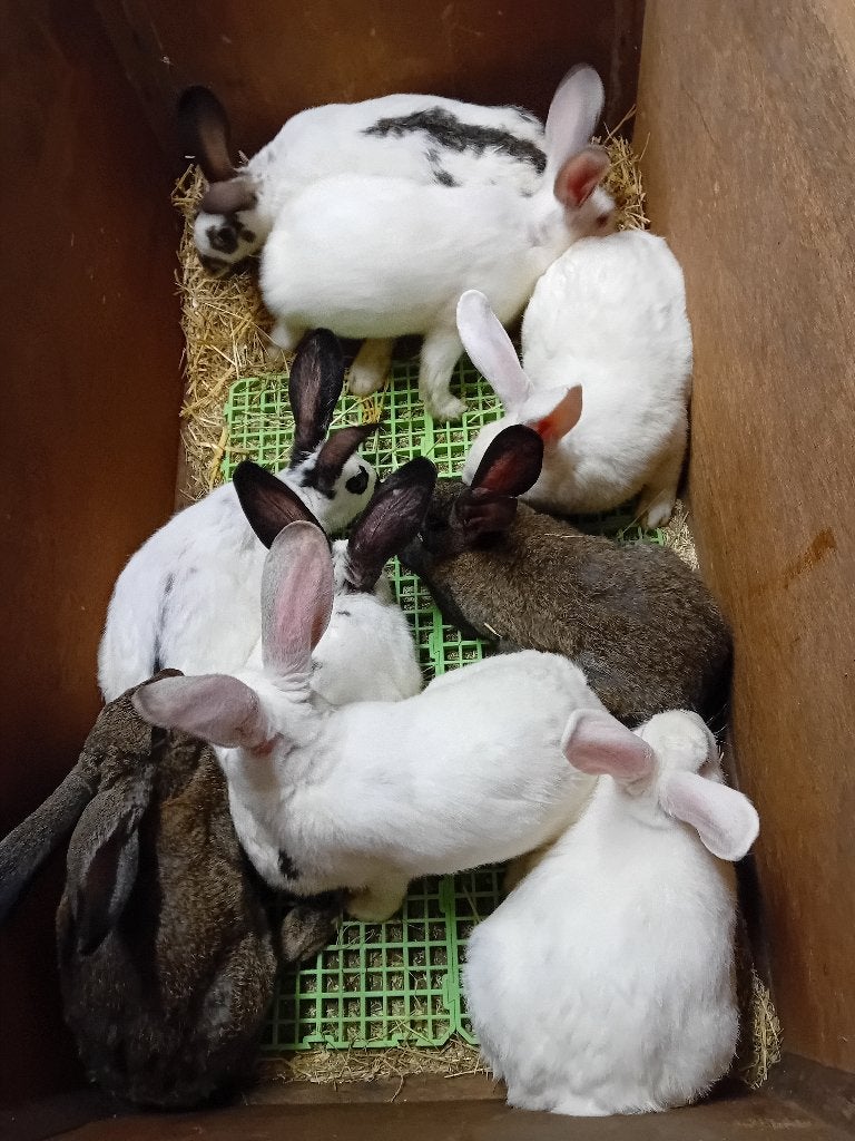 20 SLACHTRIJPE VLEESKONIJNEN 4 MND (18 weken) =4,5kg = 14€, Dieren en Toebehoren, Konijnen, Meerdere dieren, Middelgroot, 0 tot 2 jaar