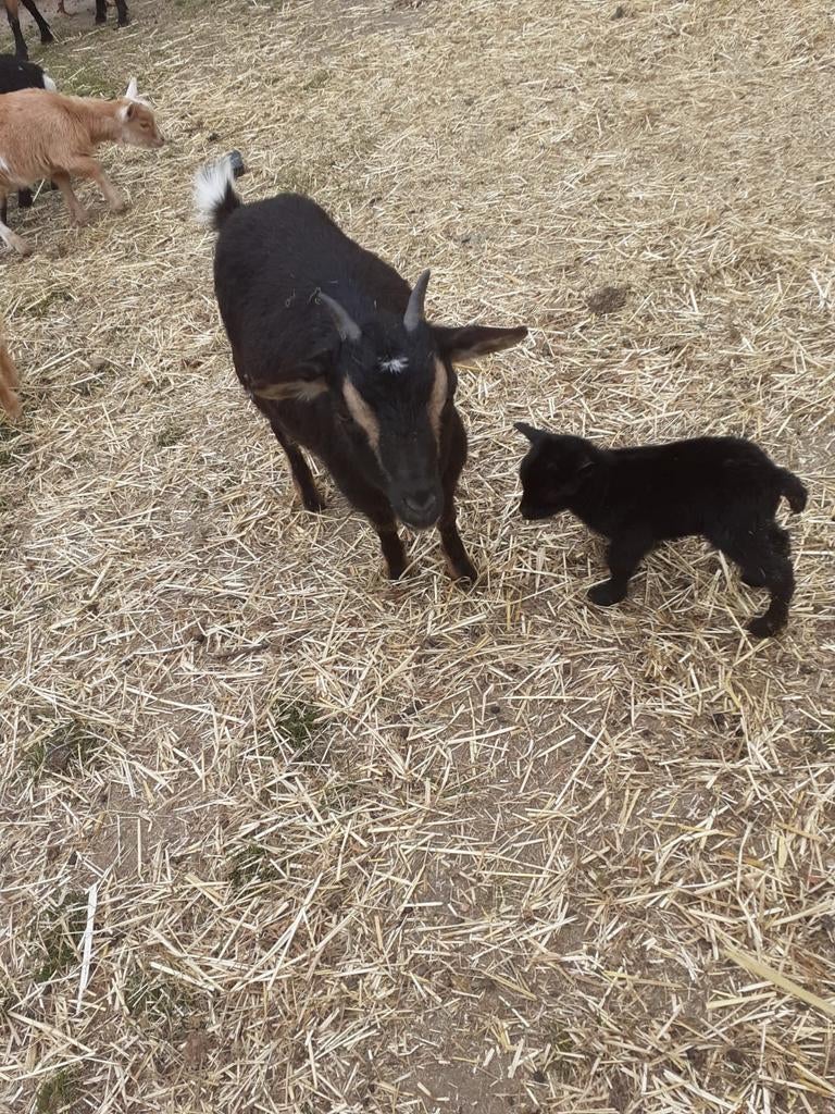 DWERG GEITJE MET LAM