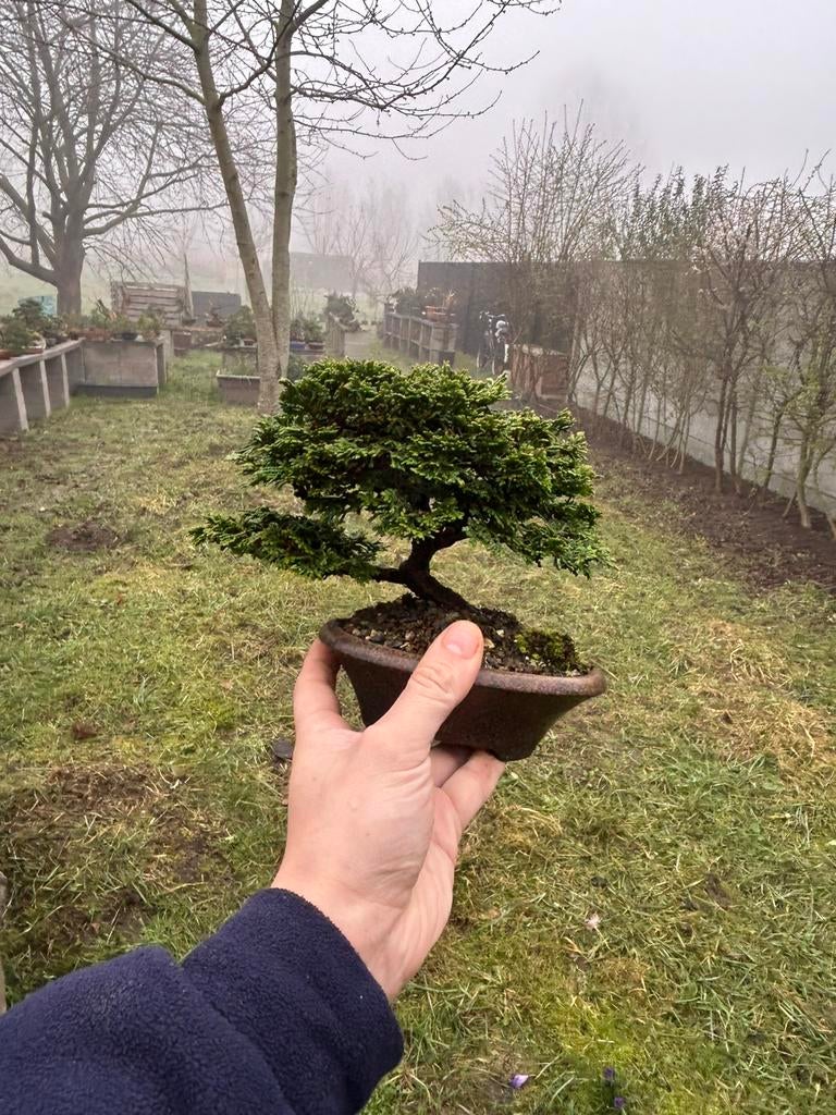 Japanse hinoki bonsai, Ophalen