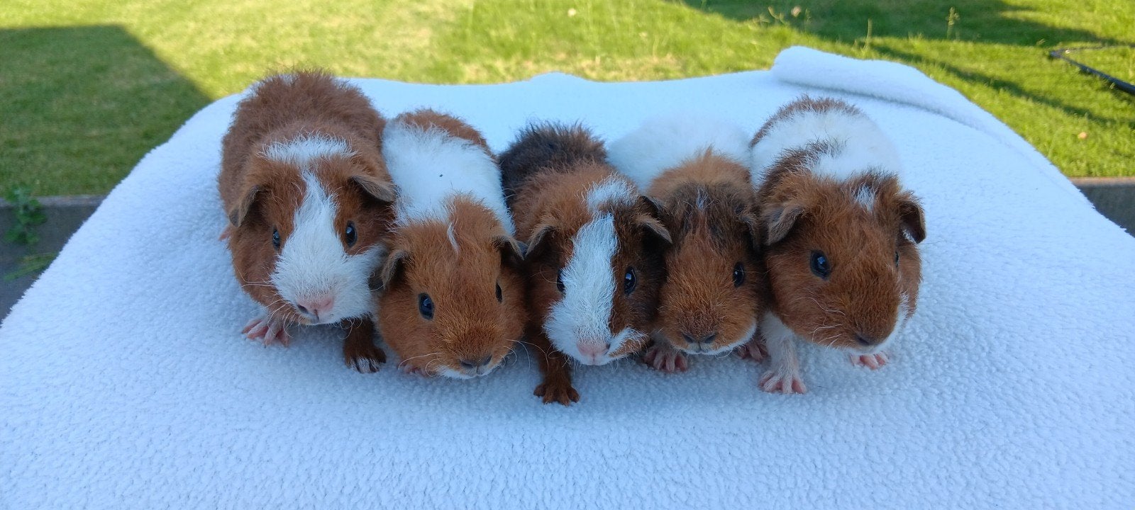 Rex cavia's, Dieren en Toebehoren, Mei, Cavia, Tam