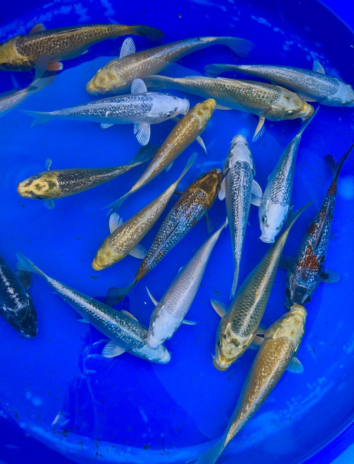 HQ Maruhiro Specials 16-20cm, meer Tosai zeer voordelig!, Karper of Koi