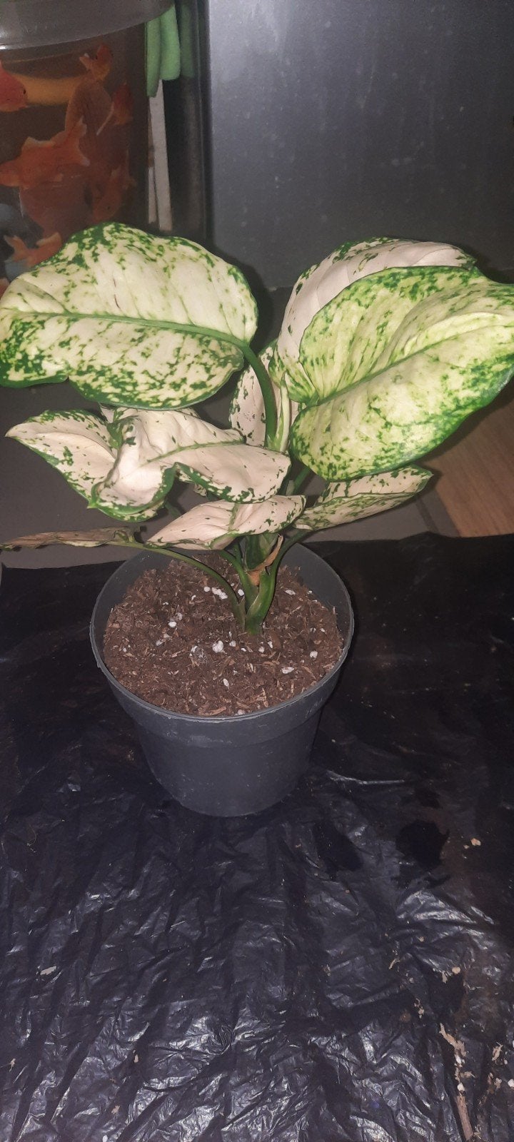 plante rare Aglaonema White kiwi, Huis en Inrichting, Ophalen, Overige soorten, Halfschaduw, Minder dan 100 cm