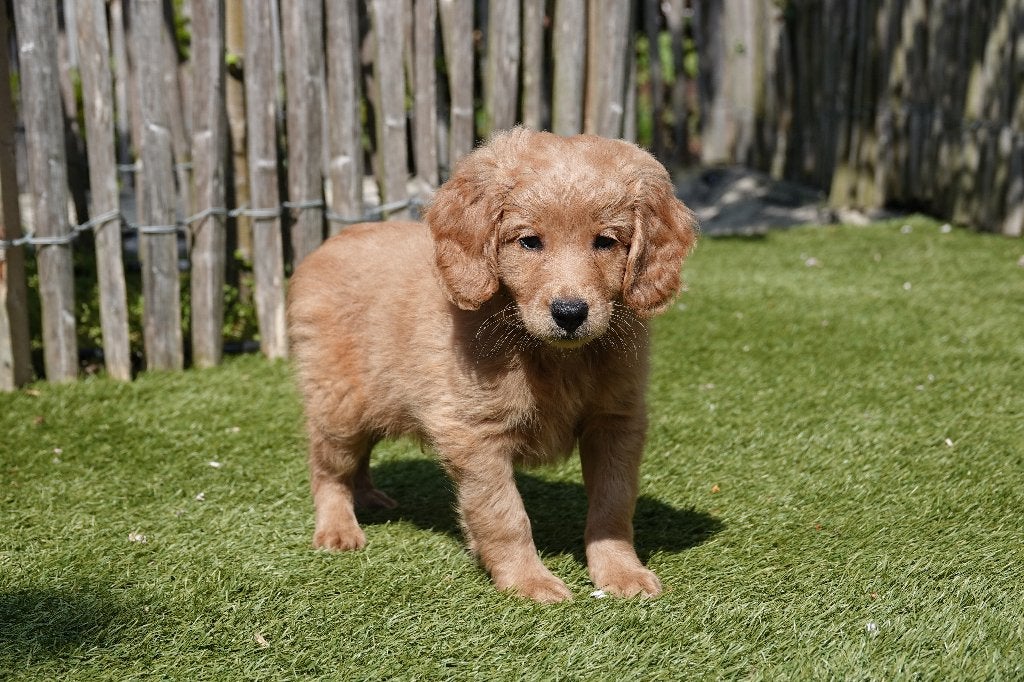 Medium Labradoodle pups (type labrador), met stamboom, Parvo, België, Overige rassen, 8 tot 15 weken