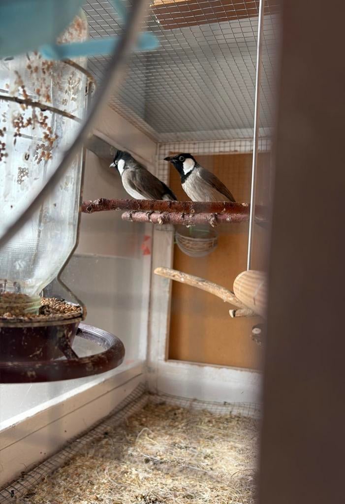 couple  bulbul