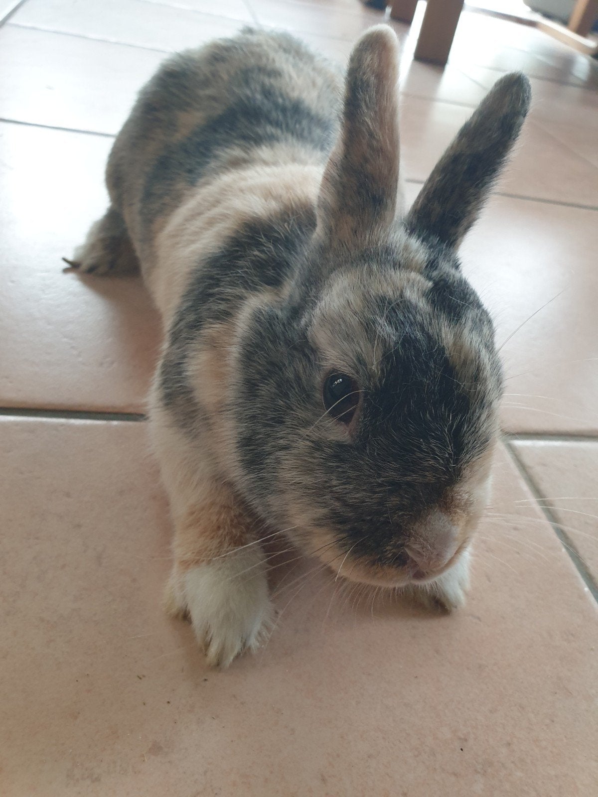 lapin nain femelle