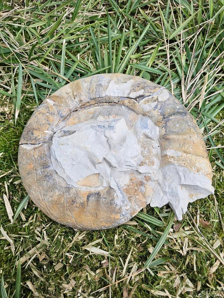 Ammoniet 25-30cm, Ophalen, Fossiel