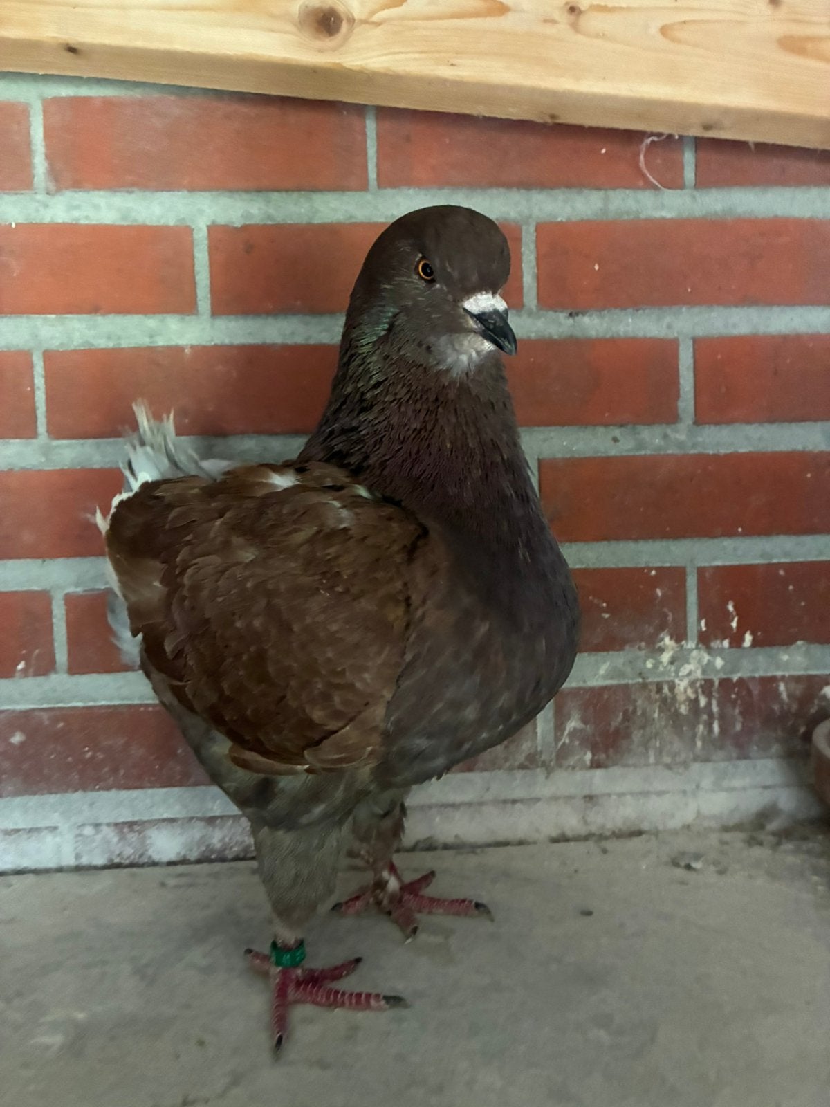 Kingduiven, Animaux & Accessoires, Oiseaux | Pigeons, Autres espèces, Plusieurs animaux