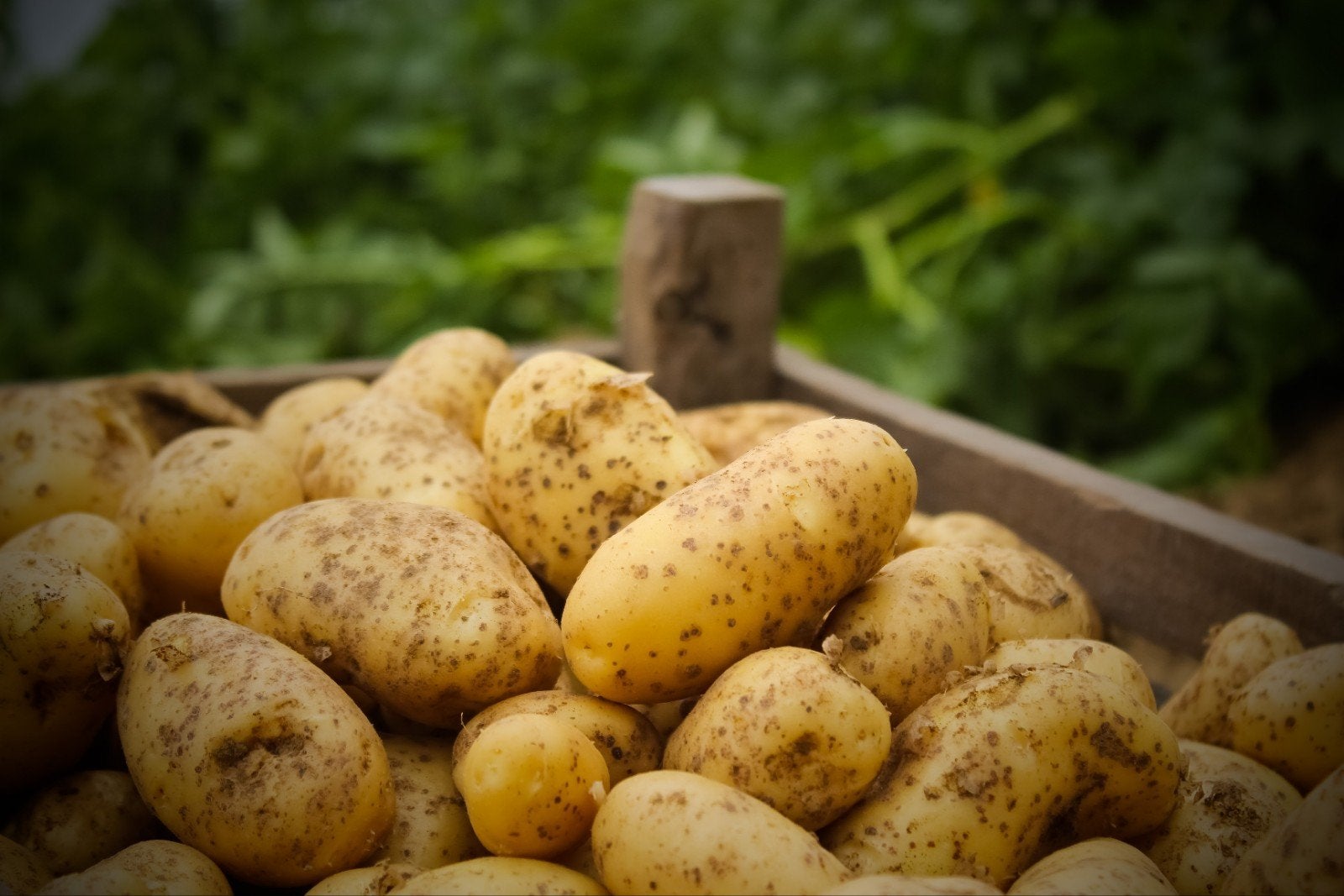 aardappelen annabelle promo stunt, Diversen, Levensmiddelen, Ophalen of Verzenden