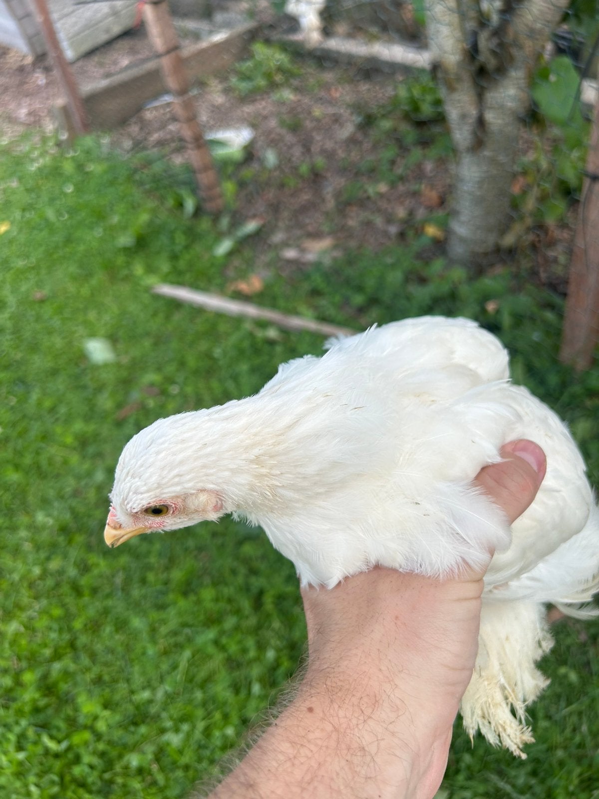Poussins Brahma, Plusieurs animaux, Poule ou poulet