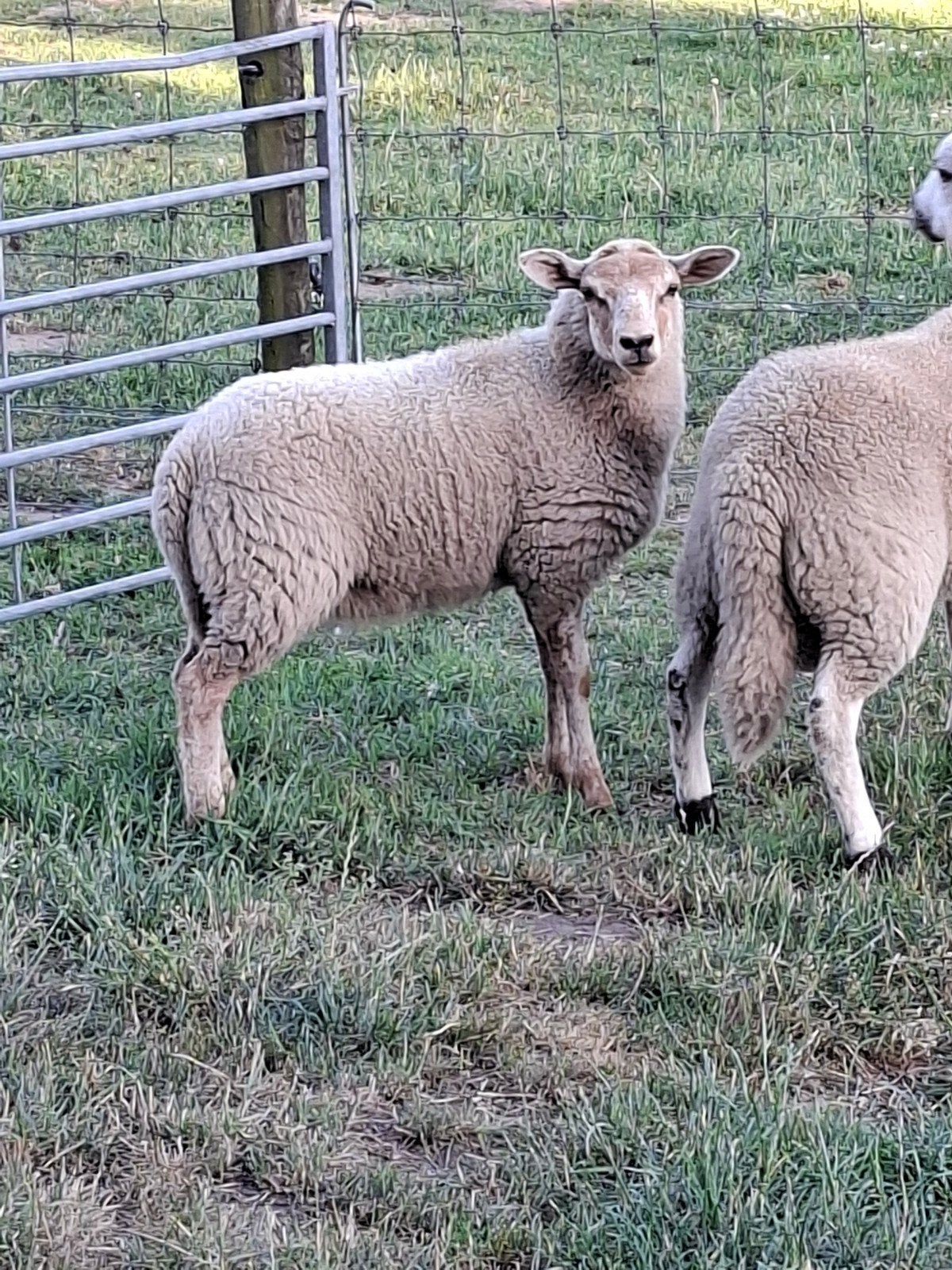 Schapenlammeren te koop., Plusieurs animaux, Mouton, 0 à 2 ans