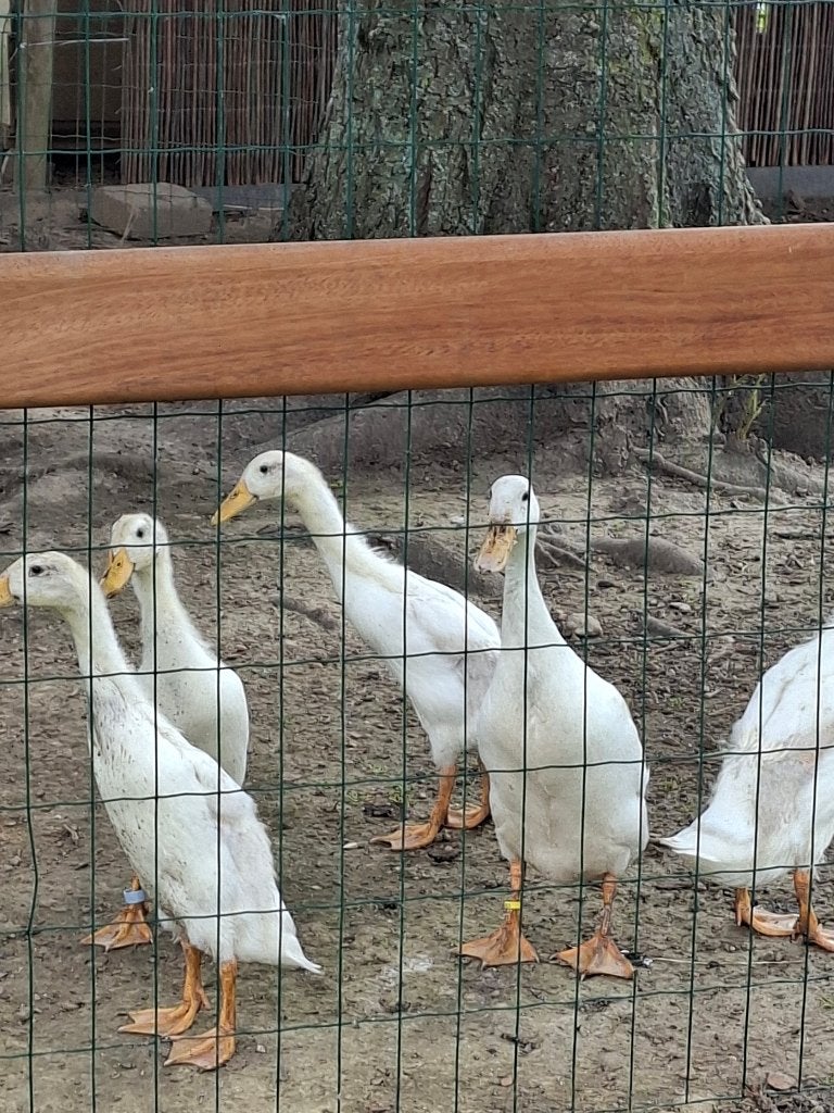 Witte loopeendjes, Dieren en Toebehoren, Pluimvee, Meerdere dieren, Eend