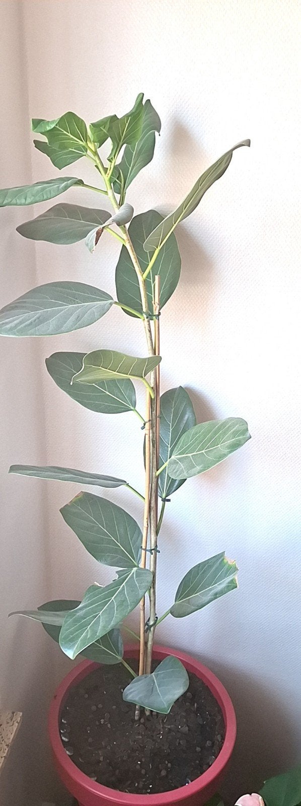 Grande plante d’intérieur (Ficus) 112 cm avec grand pot, Ophalen of Verzenden