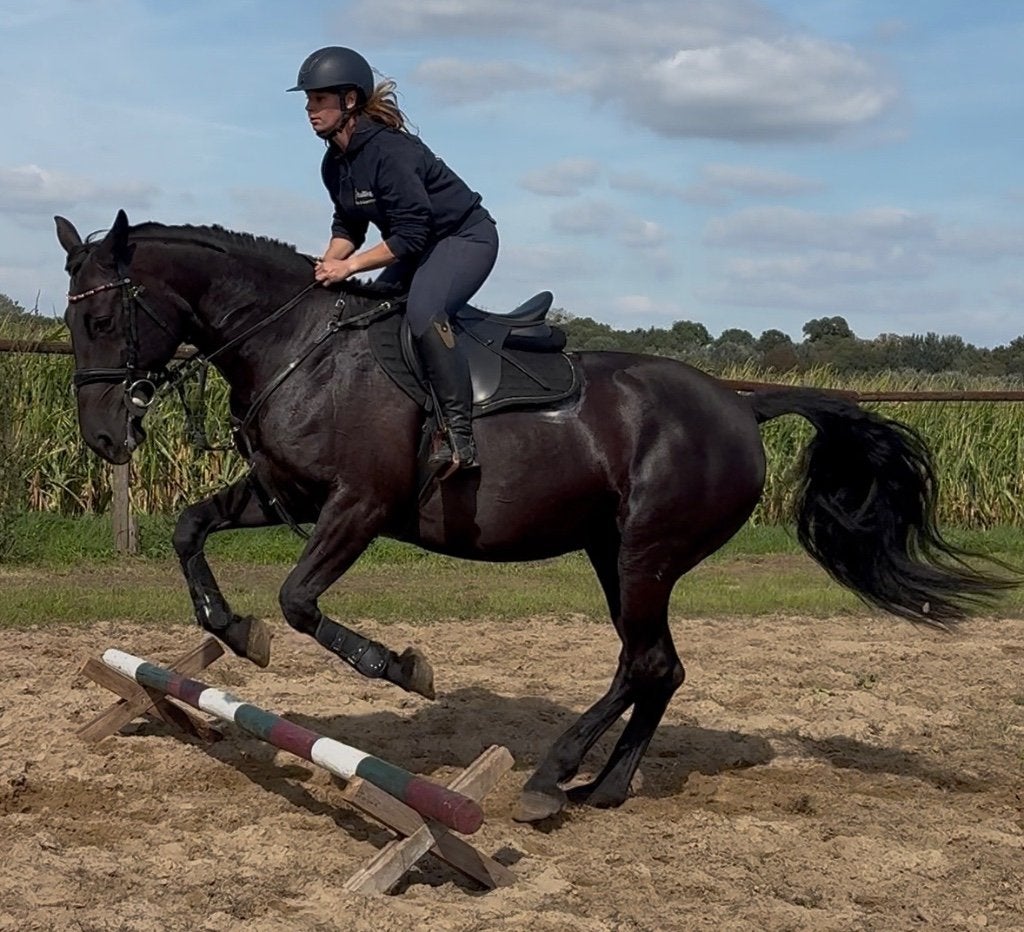 Groom/verzorger/ruiter aangeboden, Plusieurs animaux, Ne s'applique pas