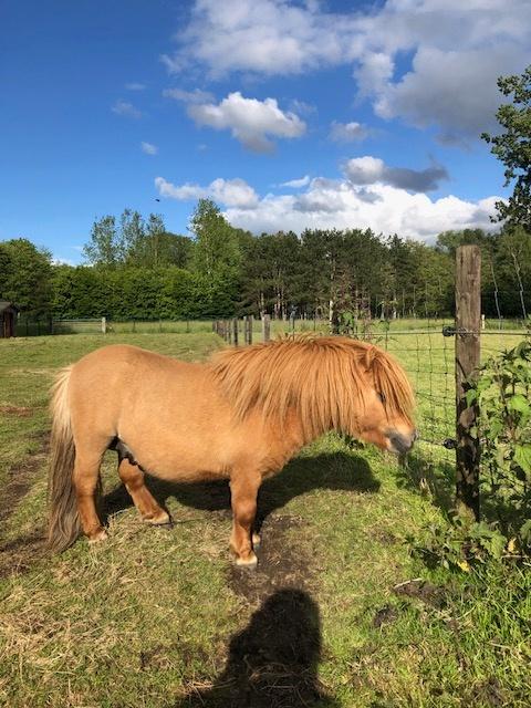 Mini shetland, Dieren en Toebehoren, Pony's, Hengst, Met stamboom, 3 tot 6 jaar