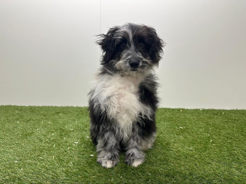 Bordoodle adolescente - Border collie & Caniche