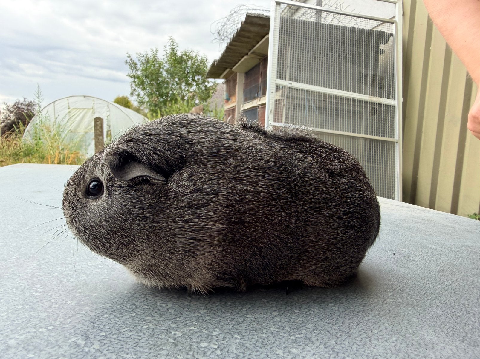 Gladhaar zilveragouti zeugje, Février, Domestique, Cobaye, Femelle