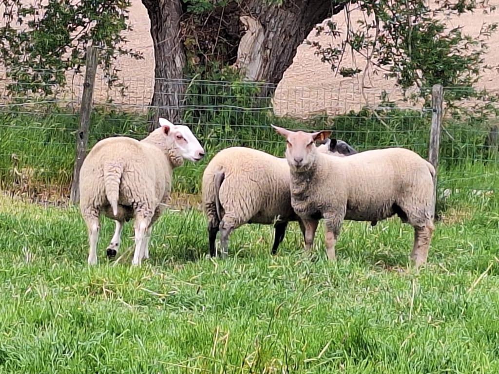 Dekrammen te koop, Dieren en Toebehoren, Schapen, Geiten en Varkens