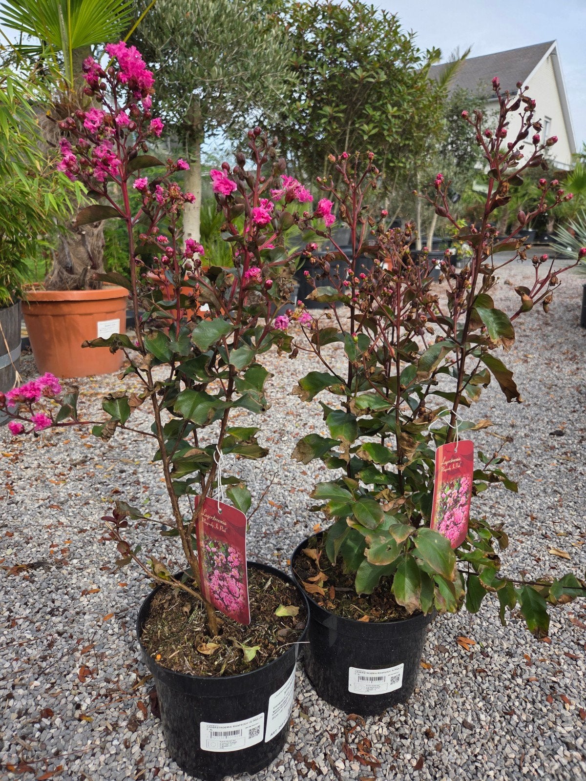 Lagersgroemia struikvorm, Ophalen